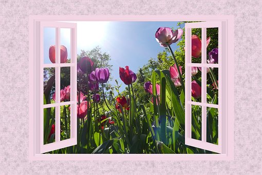 Free Tulips Flowers photo and picture