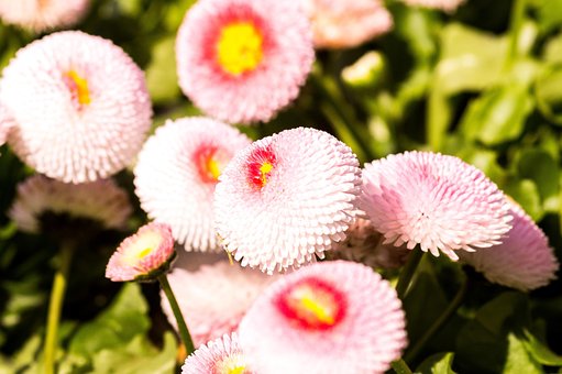 Bloem, Natuur, Plant, Tuin, Bloemen