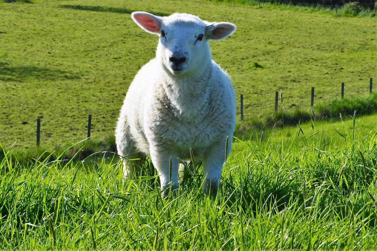 Agneau Le Mouton Gazon - Photo gratuite sur Pixabay - Pixabay