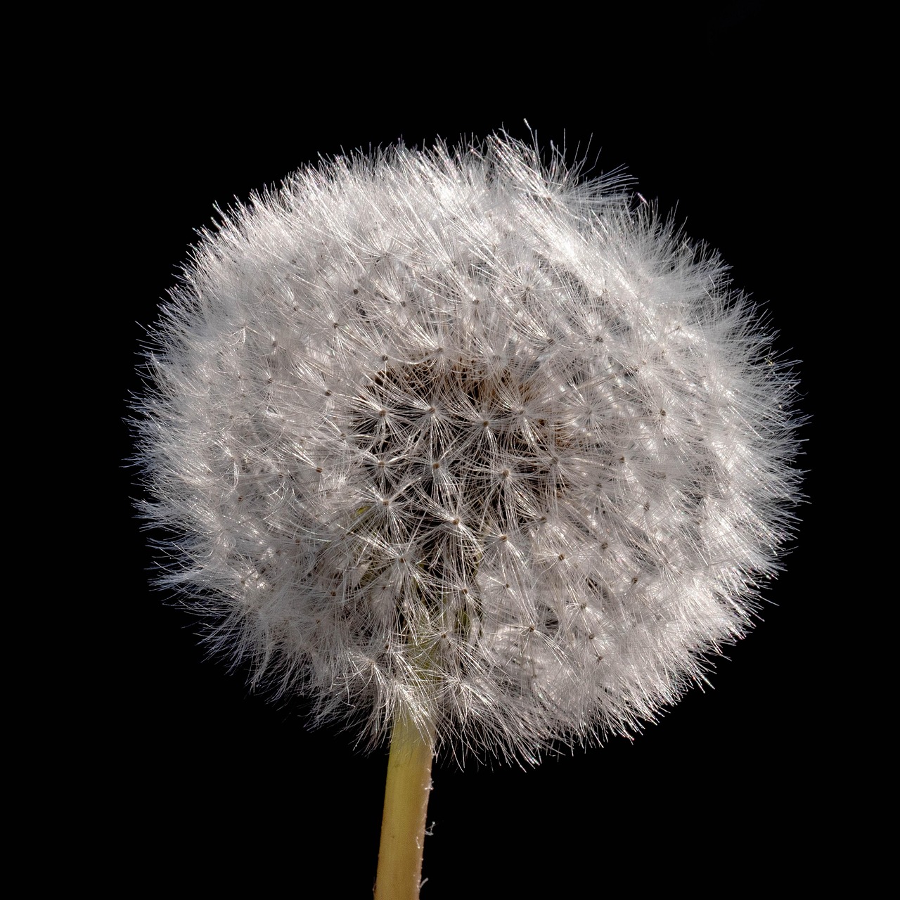 Pissenlit Moelleux Souffler Photo gratuite sur Pixabay Pixabay — free download