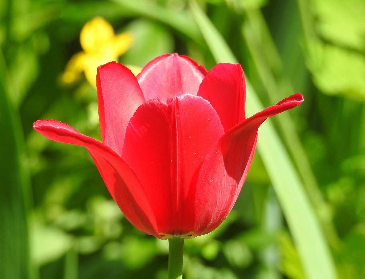 Nature - free online jigsaw puzzle photo