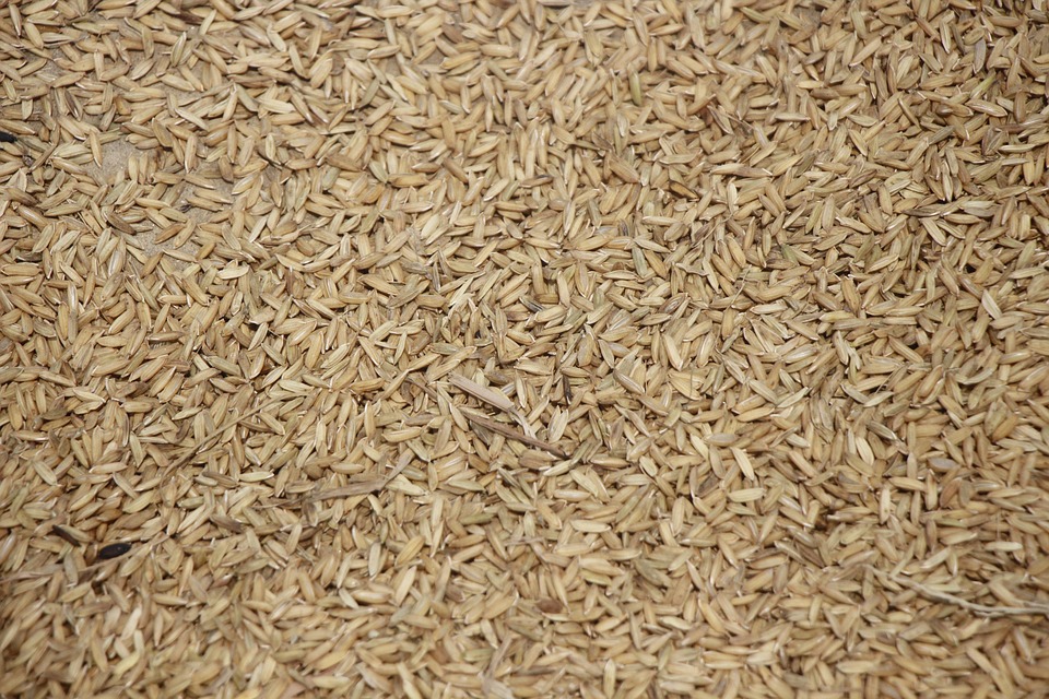 Rice Dry Seeds - Free photo on Pixabay - Pixabay