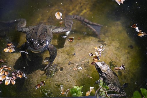 Free Frog Amphibian photo and picture