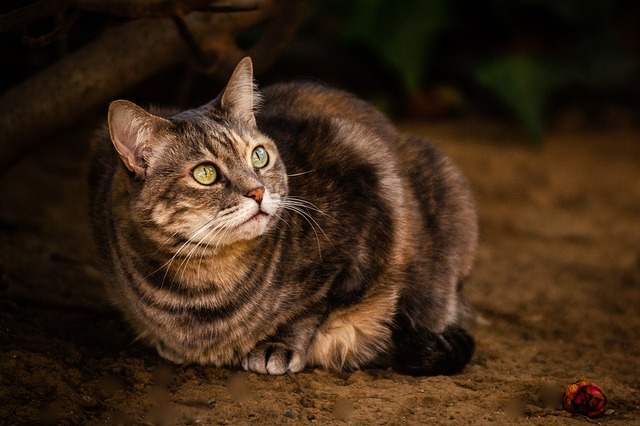 Free Mammal Cute photo and picture