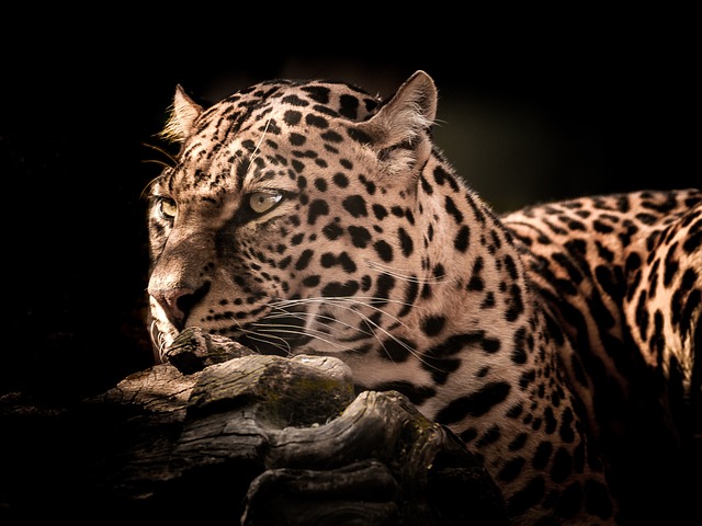 Free Cat Wildlife photo and picture