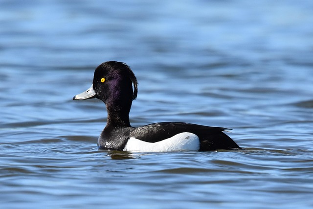 Vögel, Enten, Natur, Tierwelt