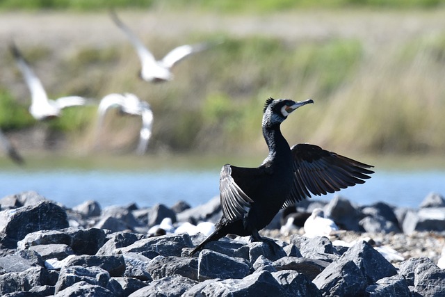 Vögel, Wasservögel, Tierwelt, Natur