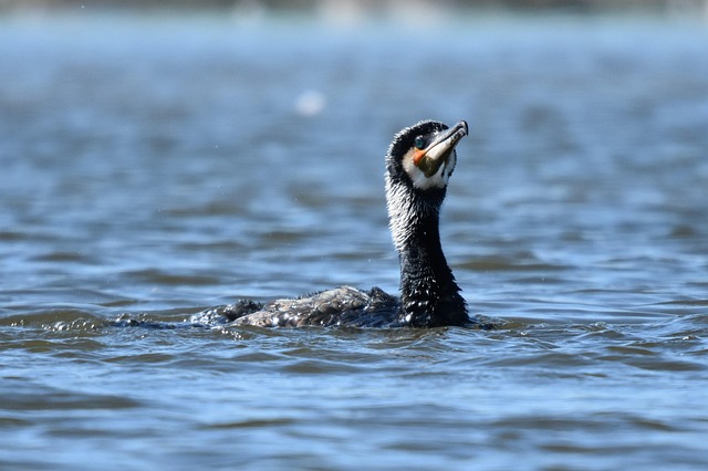 Vögel, Wasservögel, Tierwelt, Kormoran