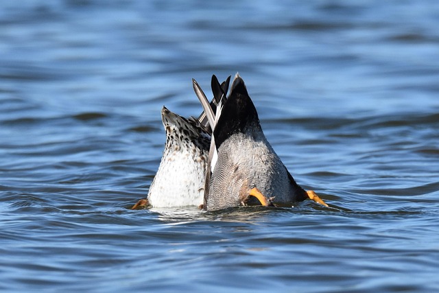 Vögel, Wasservögel, Tierwelt, Natur