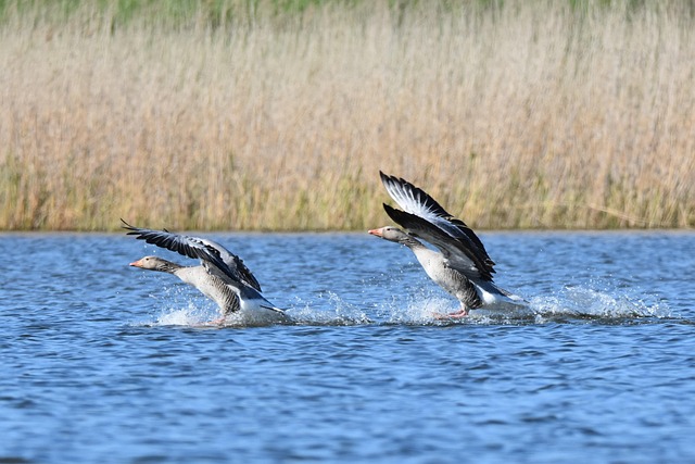 Vögel, Wasservögel, Tierwelt
