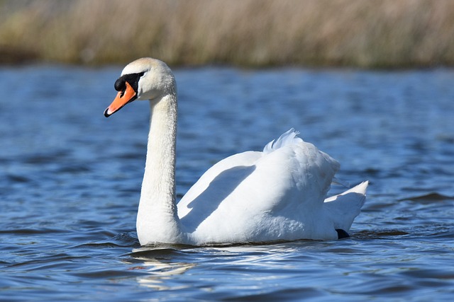 Vögel, Natur, Tierwelt, Swan