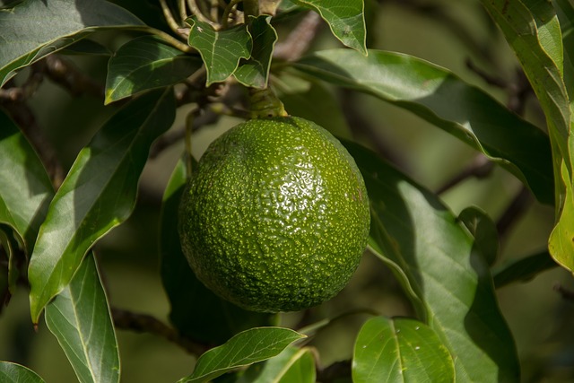 Avocado, fruit, healthy and tree — photo by sandid
