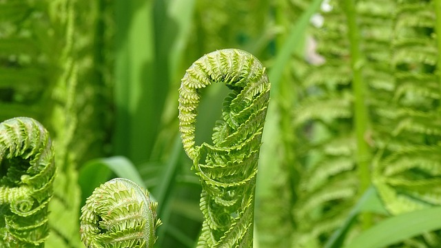Free Leaf Plant photo and picture