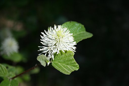 Natur, Anlegget, Ark, Utendørs, Sommer