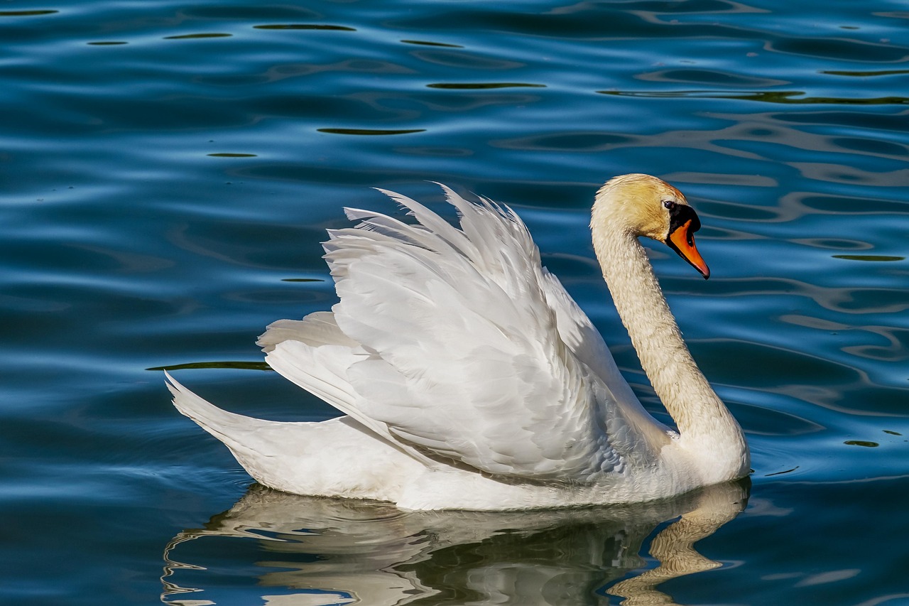 10 000 Free Swan Nature Photos Pixabay