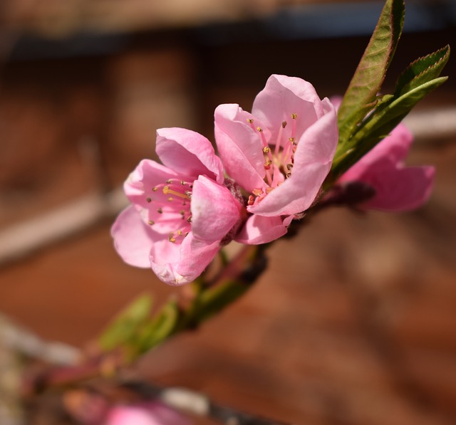 Free Flower Nature photo and picture