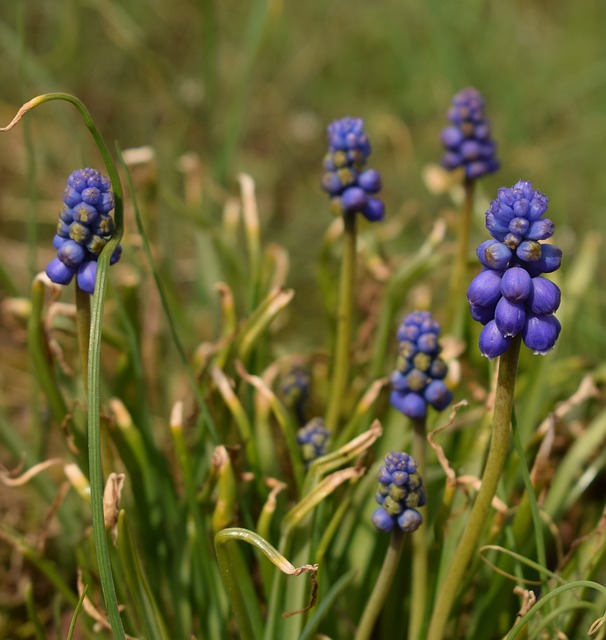 Free Nature Flower photo and picture