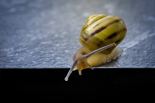 Free Snail Shell photo and picture