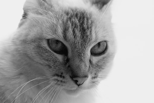 Kat, Milé, Portrét, Domáce Zviera