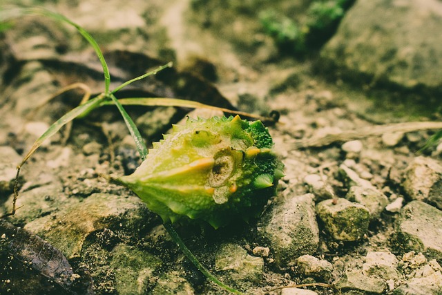 Free Nature Leaf photo and picture