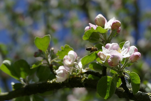 Árvore De Maçã, Flor De Maçã, Abelha