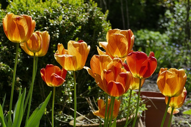 Tulipas, Flores, Laranja, Natureza