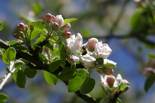 Árvore De Maçã, Flor De Maçã, Abelha