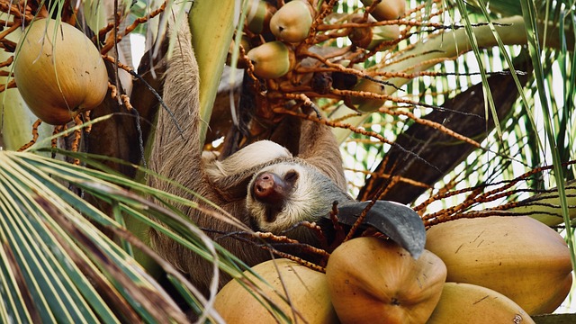 Free Sloth Costa Rica photo and picture