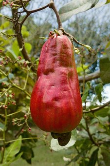 90 Gambar Jambu Mete Kacang Gratis Pixabay 90 Gambar Jambu Mete Kacang Gratis Pixabay