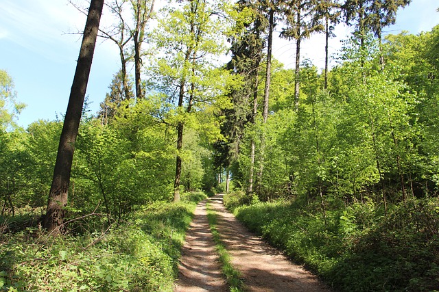Natuur, Hout, Boom, Landschap, Plant