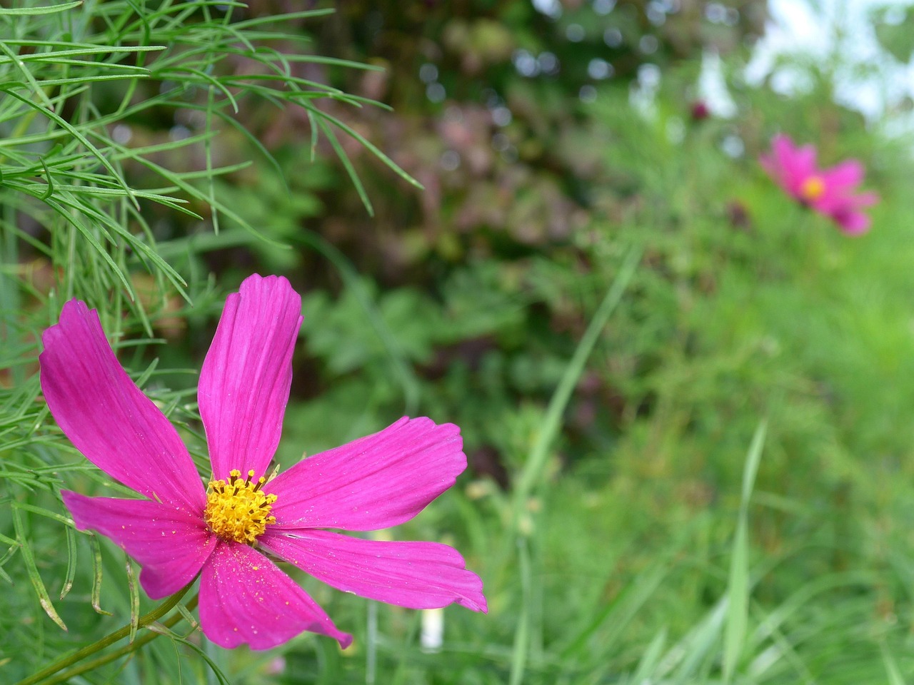 Sitemapcdatahttpmobecellcare1comphoto De Profil Nature Fleurnull