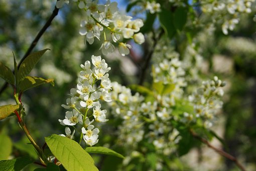Blomst, Plante, Natur, Træ, Sæson