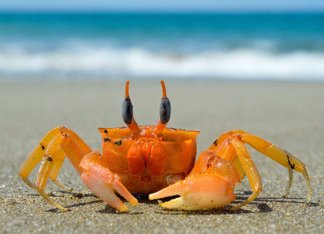 2 000 Free Crabs Nature Images Pixabay 2 000 Free Crabs Nature Images Pixabay