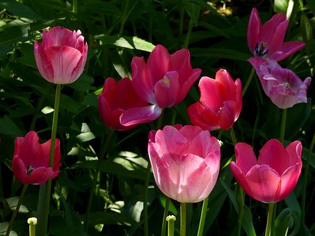 Free Flower Tulips photo and picture