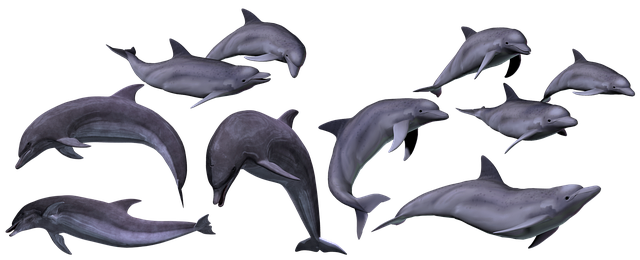 Free dolphins marine sea illustration