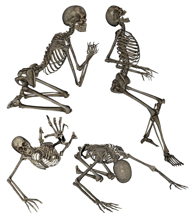 Skeleton Human Anatomy - Free image on Pixabay