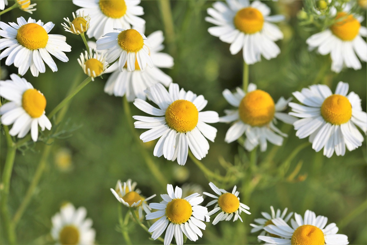 Chamomille Matricaria Chamomilla Free Photo On Pixabay