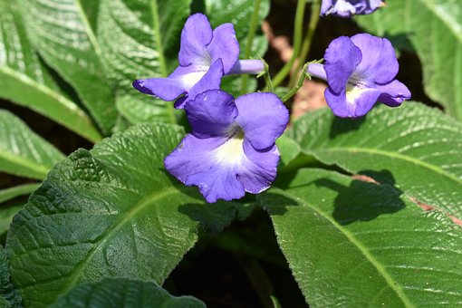 Die Natur, Pflanze, Blatt, Garten, Blume