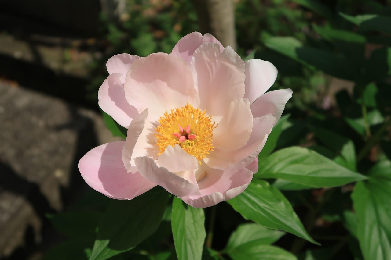 Natural Plant Flowers - Free photo on Pixabay