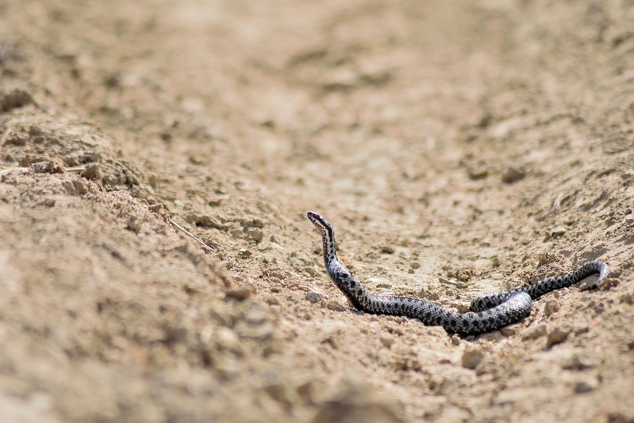 Snake - free online jigsaw puzzle photo