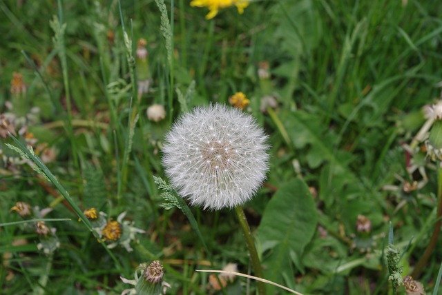 Free Nature Plant photo and picture