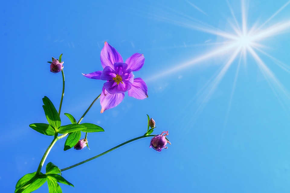 鸽的耧aquilegia Pixabay上的免费照片