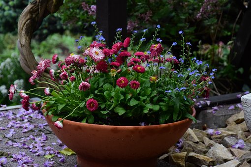 Blume, Natur, Pflanze, Garten, Blatt