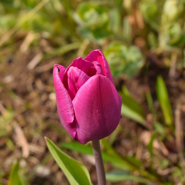 Free Flower Nature photo and picture