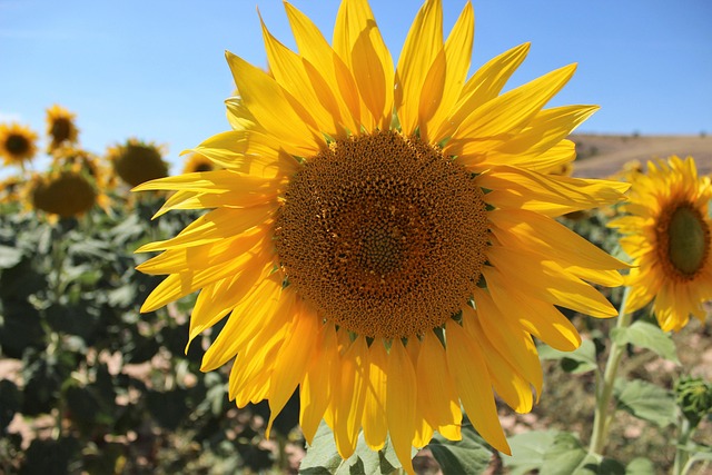 Free Nature Plant photo and picture