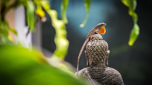 Natuur, Fauna, Buiten, Dier, Close Up