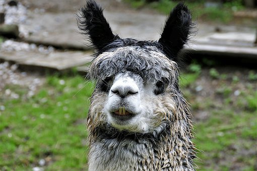 alpaca images pixabay download