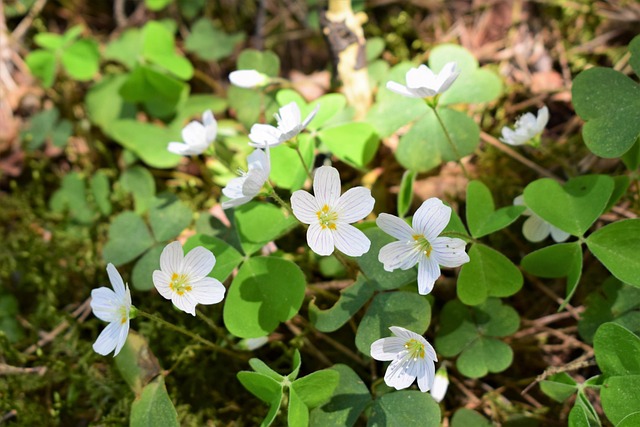 Free Flower Plant photo and picture