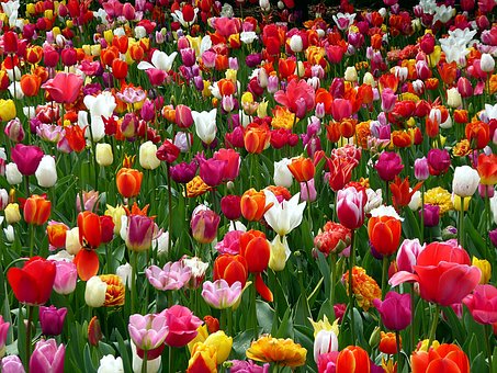Tulpe, Farben, Rosa, Blumen Hintergrund