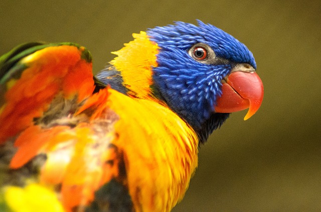 Free Bird Nature photo and picture